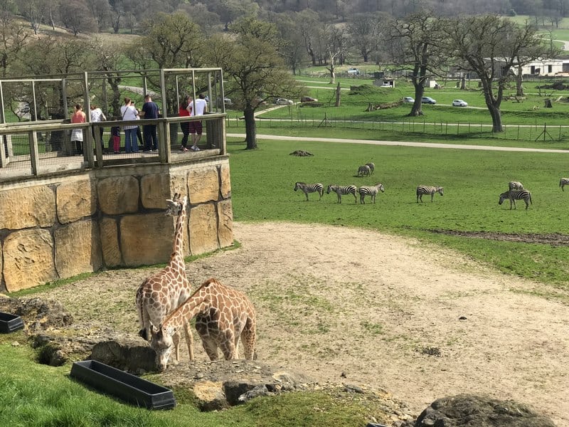 Giraffes and zebras at Longleat Safari Park
