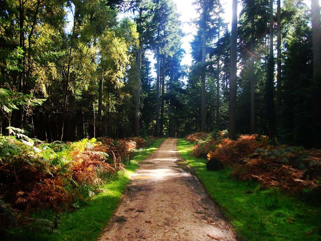 Woodland path through the New Forest